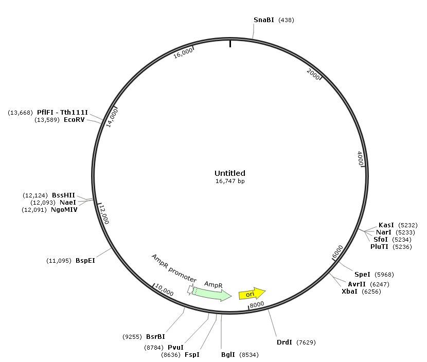 The Whole Plasmid Sequencing Results Display.